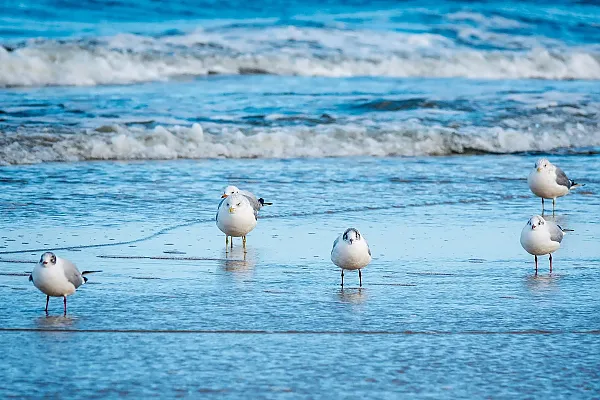 Das Bild zeigt eine Gruppe von Möwen am Strand.