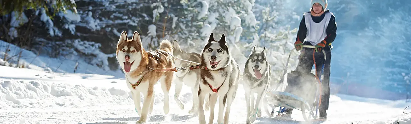 Husky-Schlittenfahrt