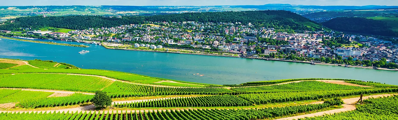 Blick auf die Weinberge und die Stadt Rüdesheim am Rhein, die direkt am Ufer des Rheins liegt.