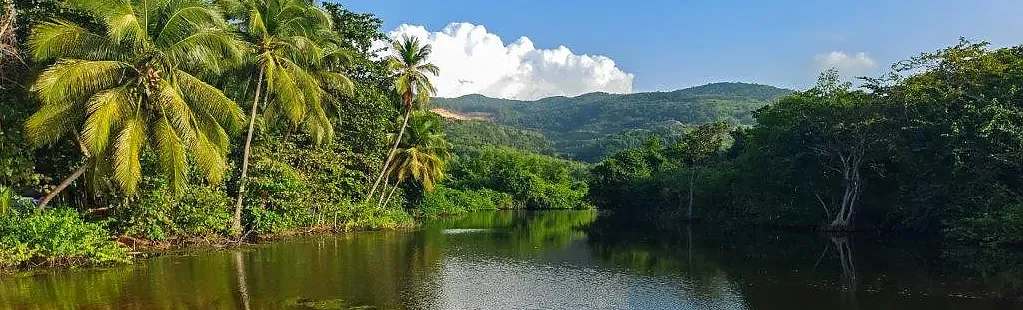 Tropische Idylle in Guadeloupe: Palmen und ruhiger Fluss.
