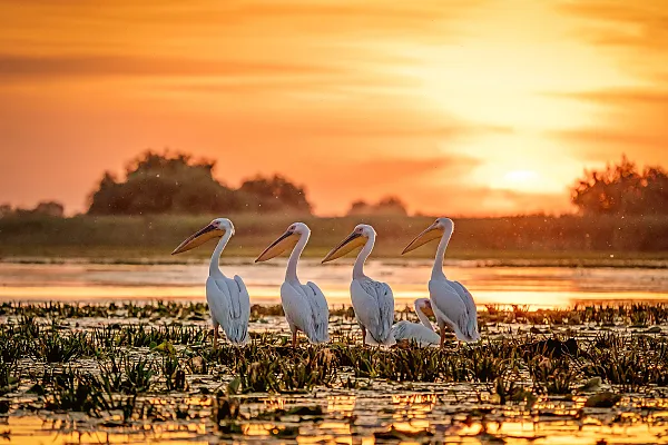Das Bild zeigt Rosapelikane (Pelecanus onocrotalus) in ihrem Lebensraum, dem Donaudelta.
