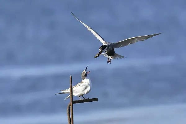 Auf diesem Bild ist ein Moment festgehalten, in dem eine Seeschwalbe im Naturschutzgebiet Ebro-Delta ihre Jungtiere füttert