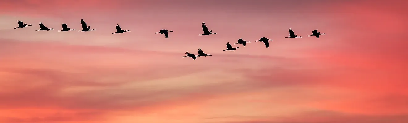 Das Bild zeigt einen Moment des Vogelzugs, speziell eine Formation von Kranichen am Himmel.