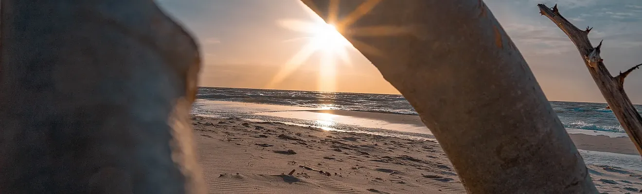 Im Vordergrund des Bildes ist ein großes Stück Treibholz zu sehen, das den Blick auf die untergehende Sonne einrahmt, was ein typisches Motiv für die Ostseeküste ist
