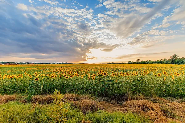 Das Bild zeigt ein weites Sonnenblumenfeld in Ungarn unter einem bewölkten Himmel während des Sonnenuntergangs.