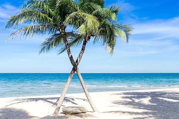 Auf dem Bild sind zwei sich kreuzende Palmen an einem Sandstrand zu sehen ein typisches tropisches Urlaubsmotiv, das oft mit Reisezielen in der Karibik assoziiert wird