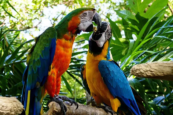 Auf dem Bild sind zwei Aras zu sehen, eine Papageienart.