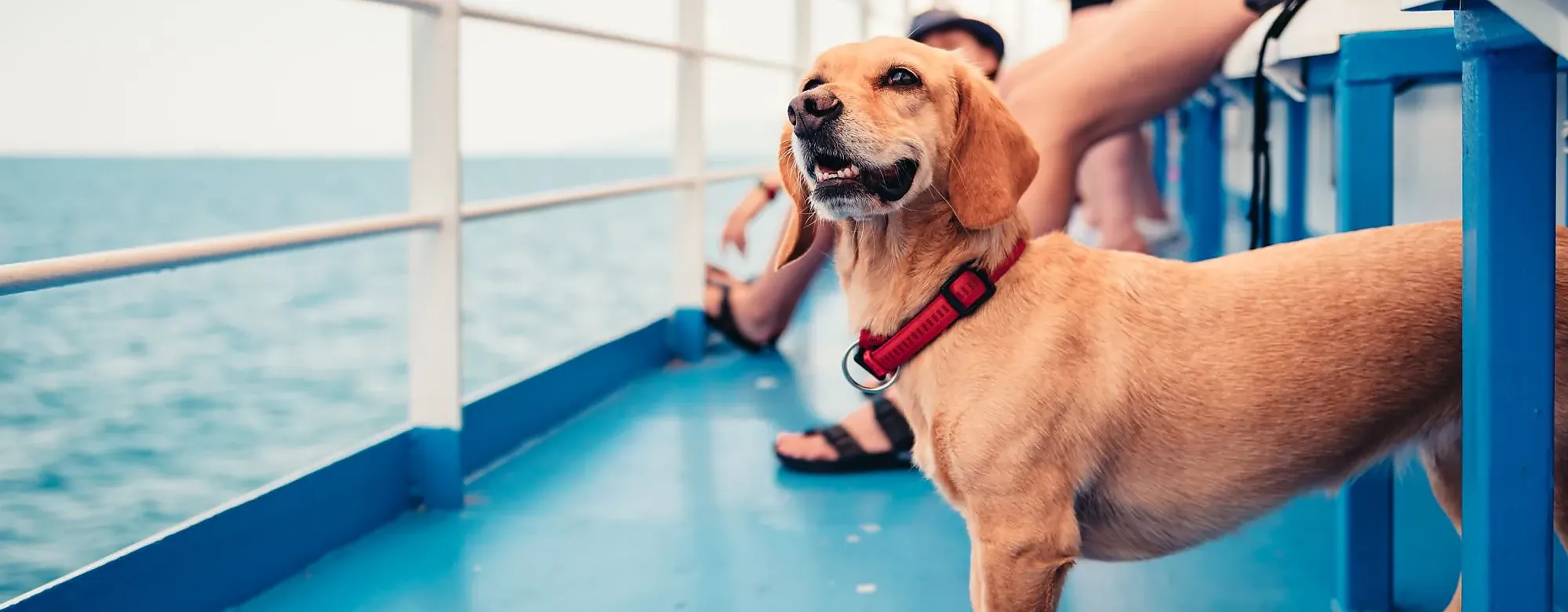 Donaukreuzfahrt mit Hund